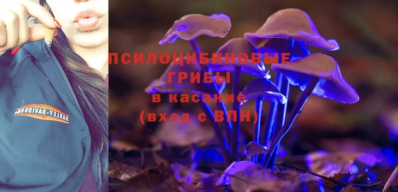 Псилоцибиновые грибы Psilocybe  Усолье-Сибирское 